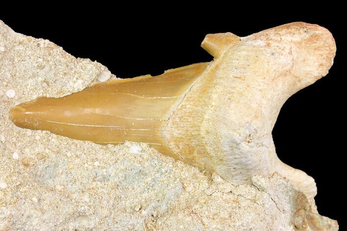 Otodus Shark Tooth Fossil in Rock - Eocene #163129